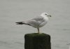 Ring-billed Gull at Westcliff Seafront (Steve Arlow) (67731 bytes)